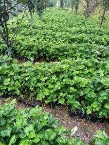 Winter Dawn Strawberry Plant