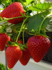 Hybrid Strawberry Fruit Plant