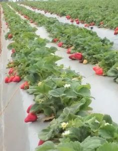Hybrid Strawberry Fruit Plant