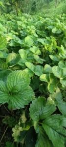 Strawberry Bare Root Plant