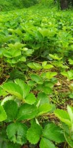 Strawberry Bare Root Plant