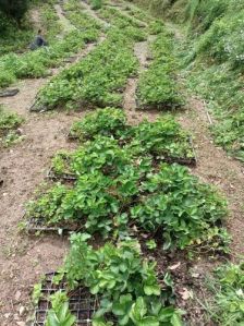 Strawberry Bare Root Plant