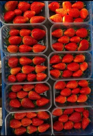 Strawberry Bare Root Plant