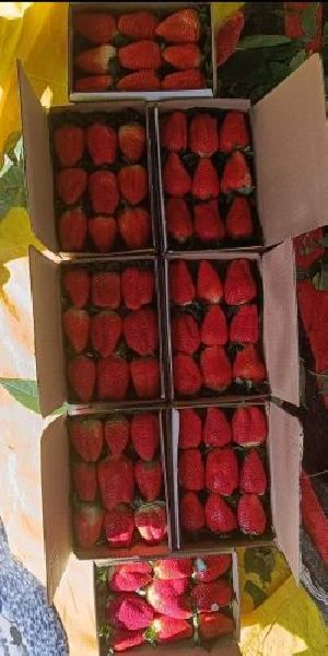 Strawberry Bare Root Plant