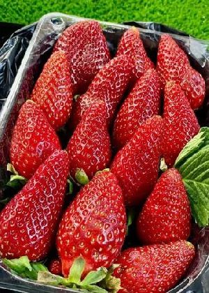 Strawberry Bare Root Plant