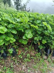 Winter Dawn Strawberry Plant