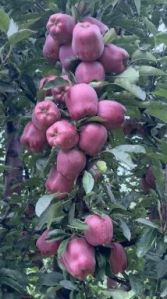 Apple Plant