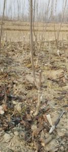 Akhrot Plant