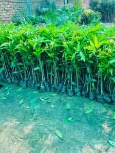 Mango Plants