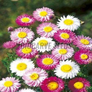 Acroclinium Roseum Mix Flower Seeds