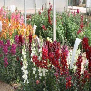 Antirrhinum Maximum Tall Mixed Seeds