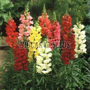 Antirrhinum Tom Thumb Dwarf Mix Seeds