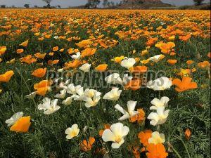 California Poppy Mix Seeds