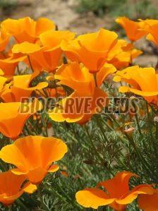 California Poppy Orange Seeds