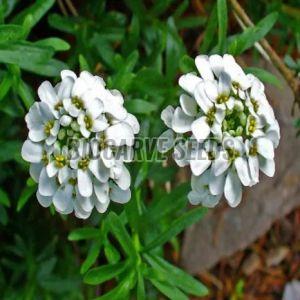 Candytuft White Color Flower Seeds