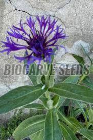 Centaurea Montana Seeds