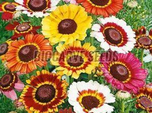 Chrysanthemum carinatum Marry Mixed Seeds