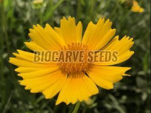 Coreopsis Lanceolata Dwarf Mayfield Seeds