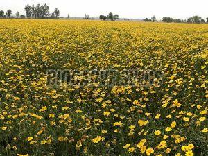 Coreopsis tinctoria Tall Seeds