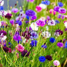 Cornflower Mixed Seeds