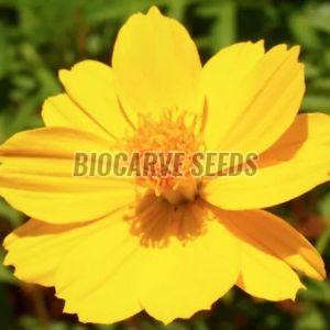 Cosmos Sulphureus Bright Light Seeds