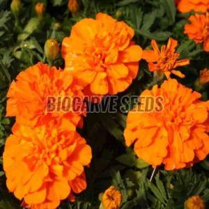 French Orange Marigold Seeds