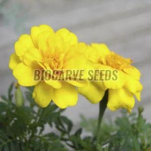 French Yellow Marigold Seeds