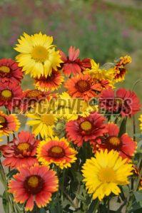 Gaillardia Aristata Grandiflora Mixed Seeds