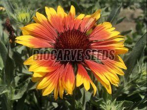 Gaillardia Aristata Mix Seeds