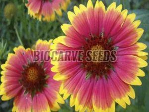 Gaillardia Aristata Tokajer Seeds