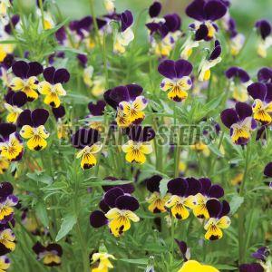 Helen Mount Viola Seeds