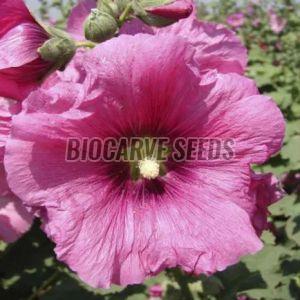 Hollyhock Summer Carnival Mix Seeds