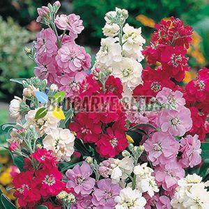 Malcolmia Maritima Mix Color Seeds