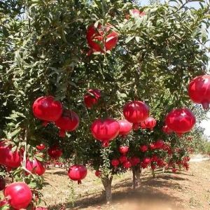 Bhagwa Pomegranate Plant