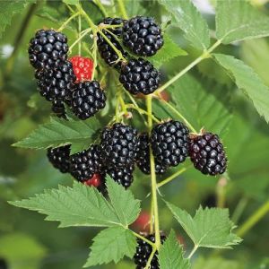 Blackberry Fruit Plant