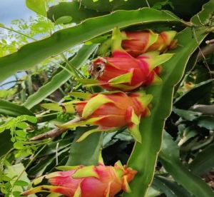 dragon fruit plant