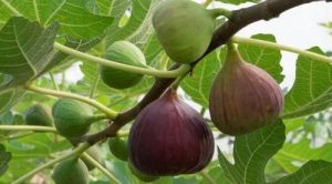 Fig Grafted Plant