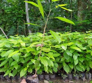 Mahogany Plant