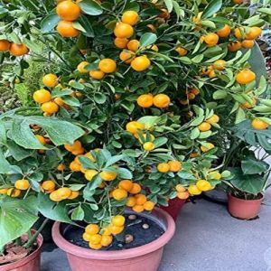 Pakistani Lemon Plant