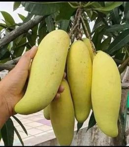 Thai Banana Mango Plant