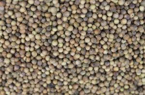 Ethiopian Coriander Seed