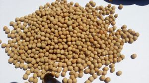 Soybean Seed