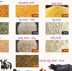 Maize Cattle Feed