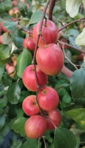 Miss India Apple ber plant