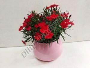 Round Pink Flower Pot