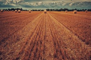 Baling Twine