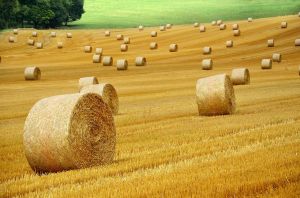 Baling Twine