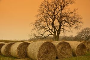 Baling Twine