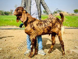 Live Sirohi Female Baby Goat