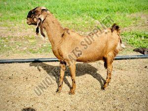 Live Sirohi Female Goat